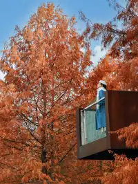 接下來的武漢，一定別錯過處絕美紅杉林