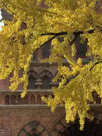 12.4外灘聖三一堂銀杏季已到附隱藏機位