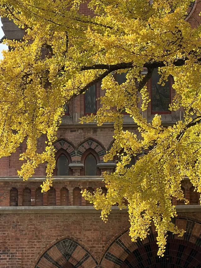 12.4外灘聖三一堂銀杏季已到附隱藏機位 12.4外灘聖三一堂銀杏季已到附隱藏機位