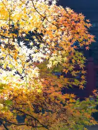 南京2天1晚 丨超詳細賞秋寶藏路線