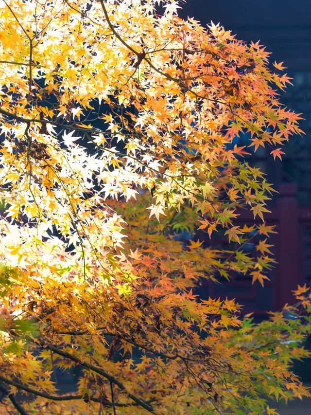 南京2天1晚 丨超詳細賞秋寶藏路線