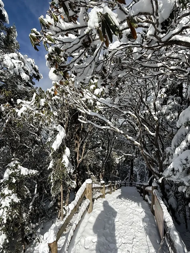 廣東高鐵1.5h直達！莽山霧淞不爬山攻略