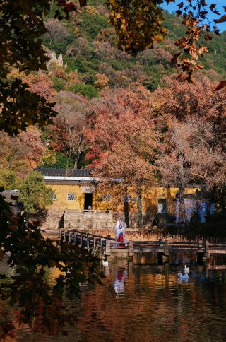 The maple leaves have fallen, bringing back the autumn colors and loneliness again