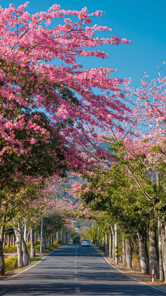 廈門芳都異木棉 + 錦江住宿攻略，粉色浪漫與舒適旅居指南🩷