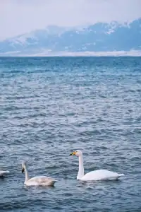 誰懂啊!北疆之旅被國旅司機師傅寵上天