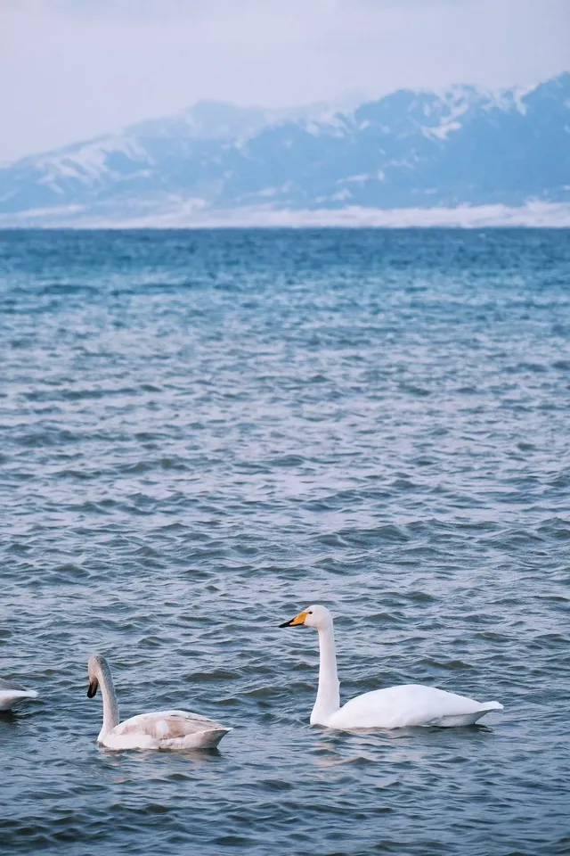 誰懂啊!北疆之旅被國旅司機師傅寵上天 誰懂啊!北疆之旅被國旅司機師傅寵上天