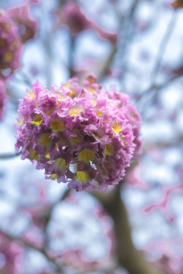 12.11拍|深圳紫花風鈴木開滿啦 12.11拍|深圳紫花風鈴木開滿啦