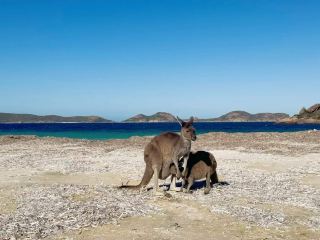 【Western Australia Legendary Journey｜11 Days Encountering Baby Kangaroos and Healing White Sands】