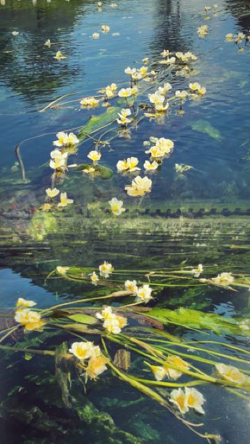 꽃피는 수중 숲에 잘못 들어서다