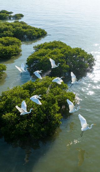 베이하이에는 "숨 쉬는 해저 숲"이 숨어 있다! 썰물 때, 수천 개의 뿌리가 진흙 속에서 춤춘다