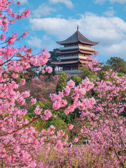 Nanning Qingxiu Mountain Cherry Blossom Garden｜Experience a