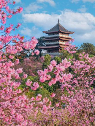 สวนซากุระภูเขาชิงซิว หนานหนิง | สัมผัสประสบการณ์สายฝนซากุระสีชมพูสุดพิเศษ ช่วงเวลาจำกัด