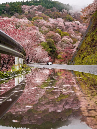 桜が炸裂！奈良・吉野山の春限定の夢の世界 | Trip.com 吉野町