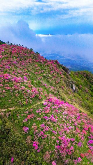 寧波ハイキング｜一山に咲くツツジ、万頃の雲海がやってくる