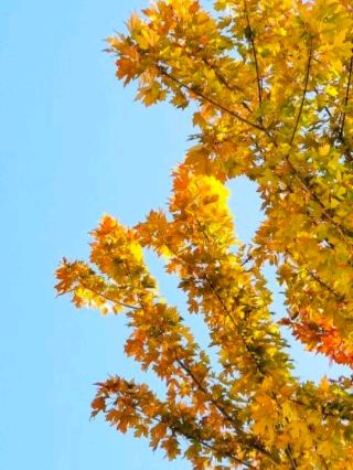  。今回の旅は青島、恩平、張掖、佛山、平山を巡ります。どの都市も独自の自然と文化的魅力に溢れており、青空の下、森や花畑に咲き誇る牡丹やデイジー、そして夜には満天の星空を見上げる光景を想像するだけで、今すぐ旅に出たくなります！都市と大自然を自由に行き来し、昼は渓谷を駆け抜け、夜はスイカを頬張りながら語り合い、温泉から大自然のマイナスイオン空間まで満喫したい方には、このルートが絶対おすすめです。のんびりとした田舎暮らしと壮大な渓谷の迫力を一度に味わえるので、女子旅や家族旅行にはもちろん、ストレスで息が詰まりそうな方のリフレッシュにもぴったりです。