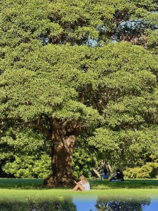 Panduan lengkap untuk menghindari panasnya musim panas dan mengajak anak-anak jalan-jalan di Sydney! Simpan ini!