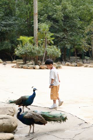 武漢野生動物王国一日観光｜ママも楽ちん、没入型の子連れお出かけガイド