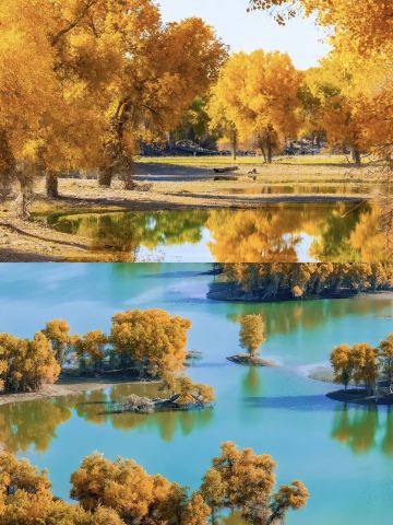 Musim gugur di Xinjiang selatan benar-benar membuatku kagum! Danau-danau di dataran tinggi, hamparan pasir gurun yang luas, warna keemasan...