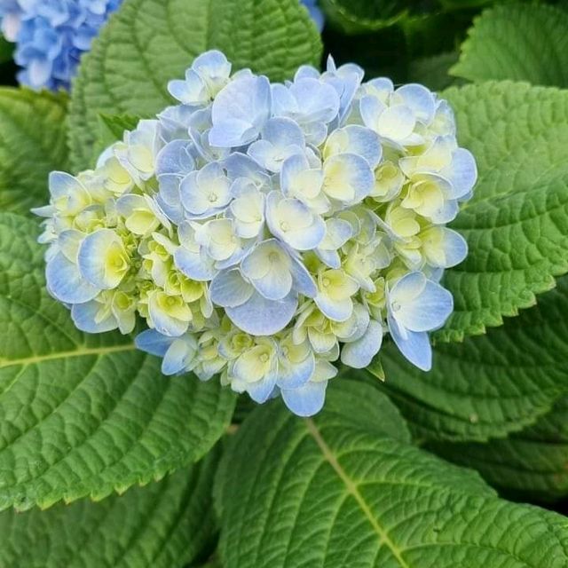 🌷ไฮเดรนเยียซัง เชียงราย 𝐻𝓎𝒹𝓇𝒶𝓃𝑔𝑒𝒶 𝓈𝒶𝓃
