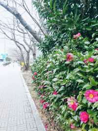 동백섬 오동도 💐