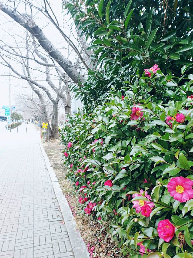 동백섬 오동도 💐
