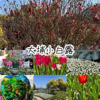 新年限定大埔小白鷺‼️鬰金香❤️後花園打卡位
