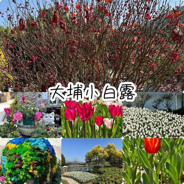 新年限定大埔小白鷺‼️鬰金香❤️後花園打卡位
