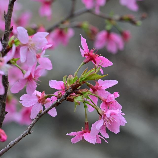 東涌觀景山睇樱花🌸