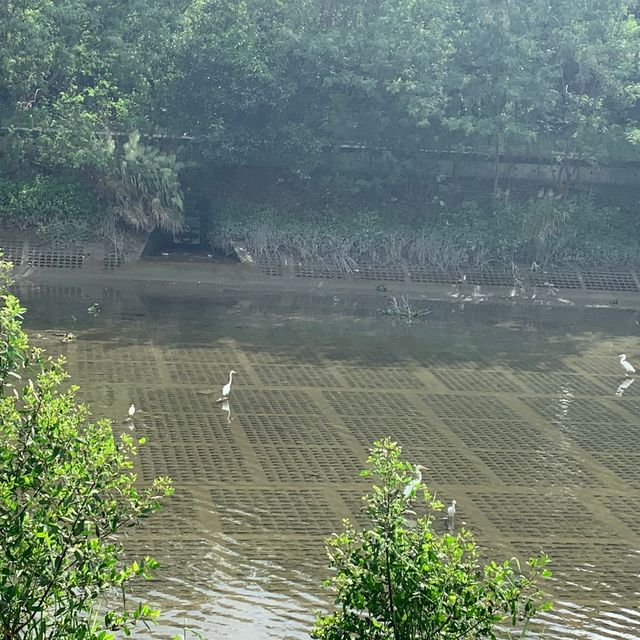 南生圍河流導賞徑 南生圍河流導賞徑