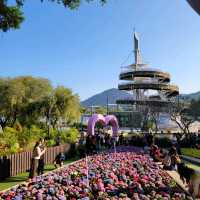 「回歸紀念塔」前的繡球花海🌺🪻🌸🪷