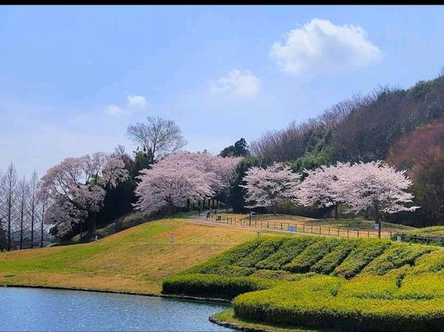 Pink Sakura in Koishikawa Korakuen Garden