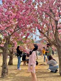 앞으로 2주 뒤 만날 수 있는 탐스런 겹벚꽃 세상🌸