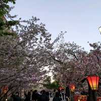 造幣局桜の通り抜け、桜は既に散り始め、有終の美