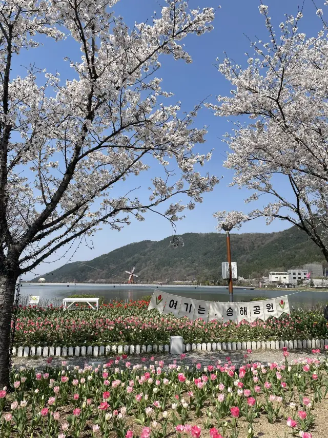 벚꽃을 튤립과 함께 담고싶다면, 옥연지 송해공원🌷🌸