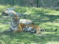 【新竹】六福村動物園 🐅 捕捉動物生活瞬間