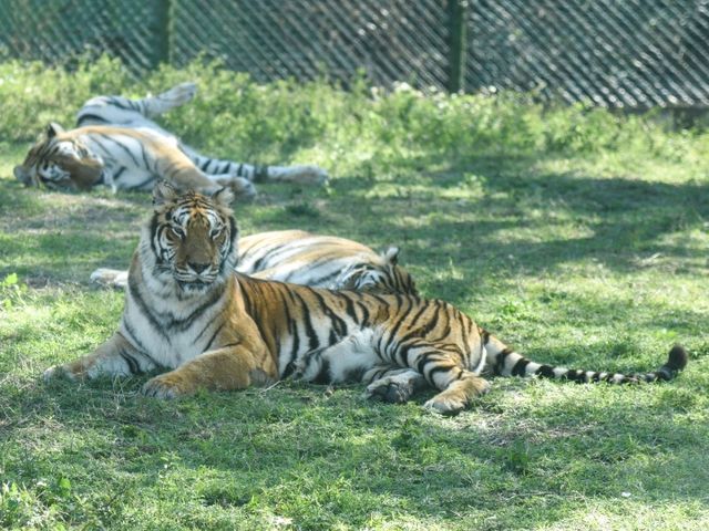 【新竹】六福村動物園 🐅 捕捉動物生活瞬間