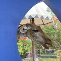 camel republic