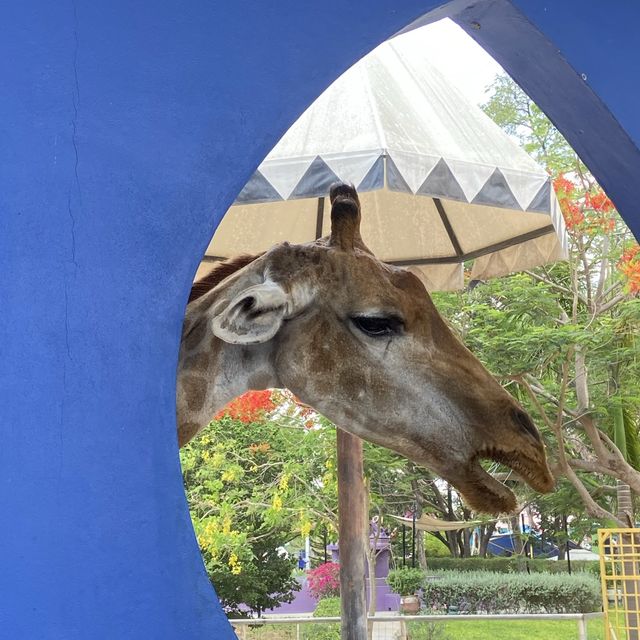 camel republic