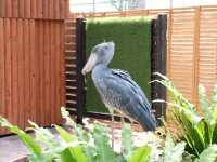 【静岡】鳥たちが飛び回る温室！掛川花鳥園をご紹介