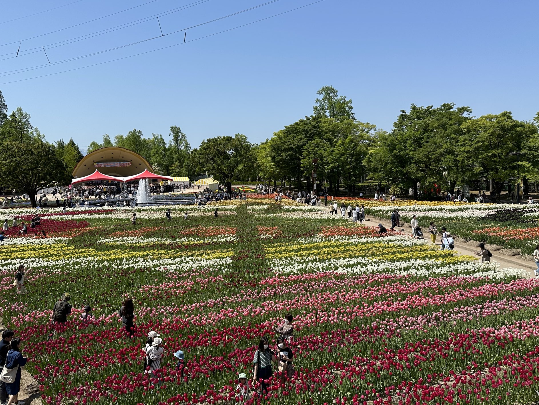 Japan Tulip Fair | Trip.com Tonami