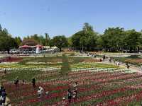 Japan Tulip Fair 