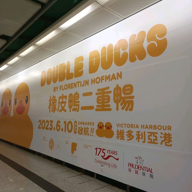 必睇必影 黃色鴨