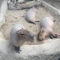 関西でおすすめの体験型動物園🐇🐅🐈🐕🦆