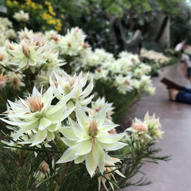 【シンガポール】近未来植物園ガーデンバイザベイ