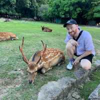 Oh deer! Thousands of deer at Nara Park 🦌