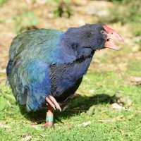自然保護区ZEALANDIA