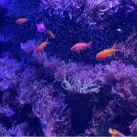 พิพิธภัณฑ์สัตว์น้ำท่าเรือนาโกย่า 名古屋港水族館