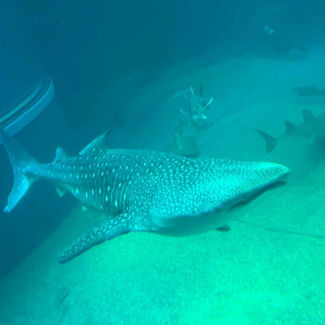 【大阪最大】何度も行きたい水族館！