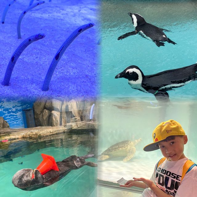 🐬🍨日本福岡 不能錯過的水族館餐廳😍