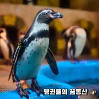 동심 찾으러 떠나요, 코엑스 아쿠아리움 🫧